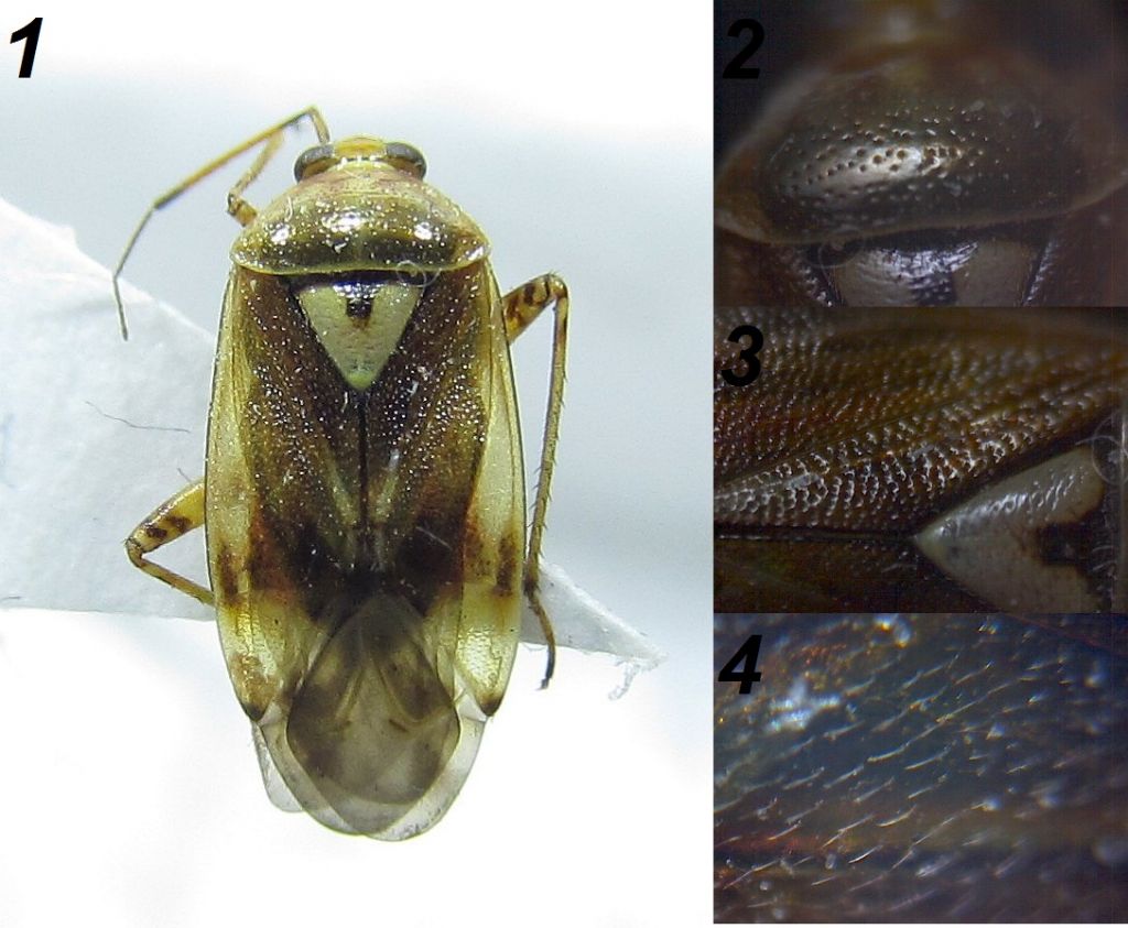 Lygus pratensis